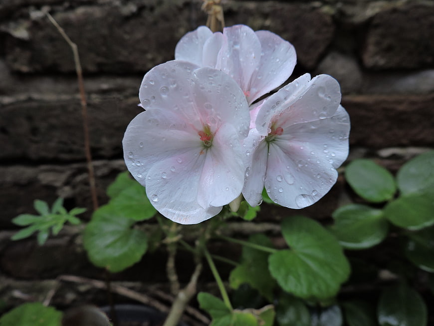 Pale Pink Geranium with Raindrops on Brick Wall
