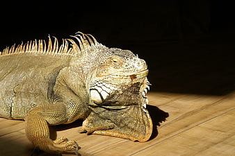Close-up of a Green Iguana Resting on Wooden Floor