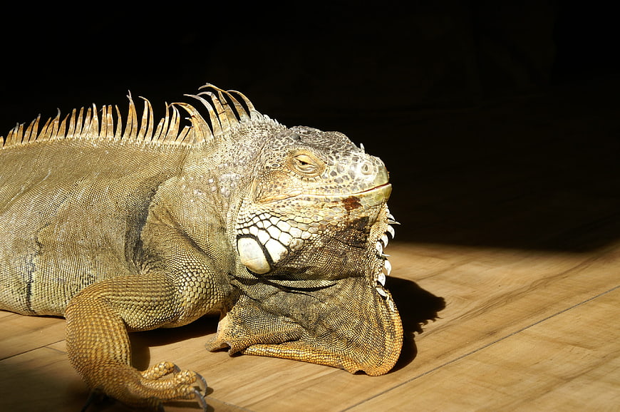 Close-up of a Green Iguana Resting on Wooden Floor