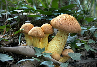 Cluster of Orange Porcini Mushrooms Growing in Forest