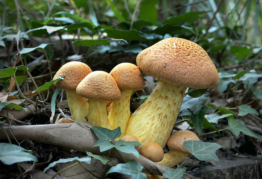 Cluster of Orange Porcini Mushrooms Growing in Forest