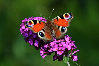 Peacock butterfly perched on vibrant purple flower cluster