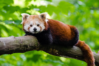 Cute Red Panda Resting on Tree Branch in Forest