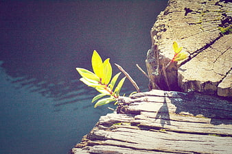 Green plant sprouting from weathered wood by water