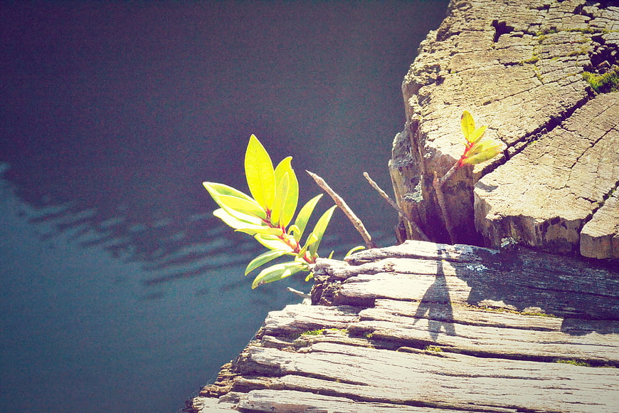 Green plant sprouting from weathered wood by water
