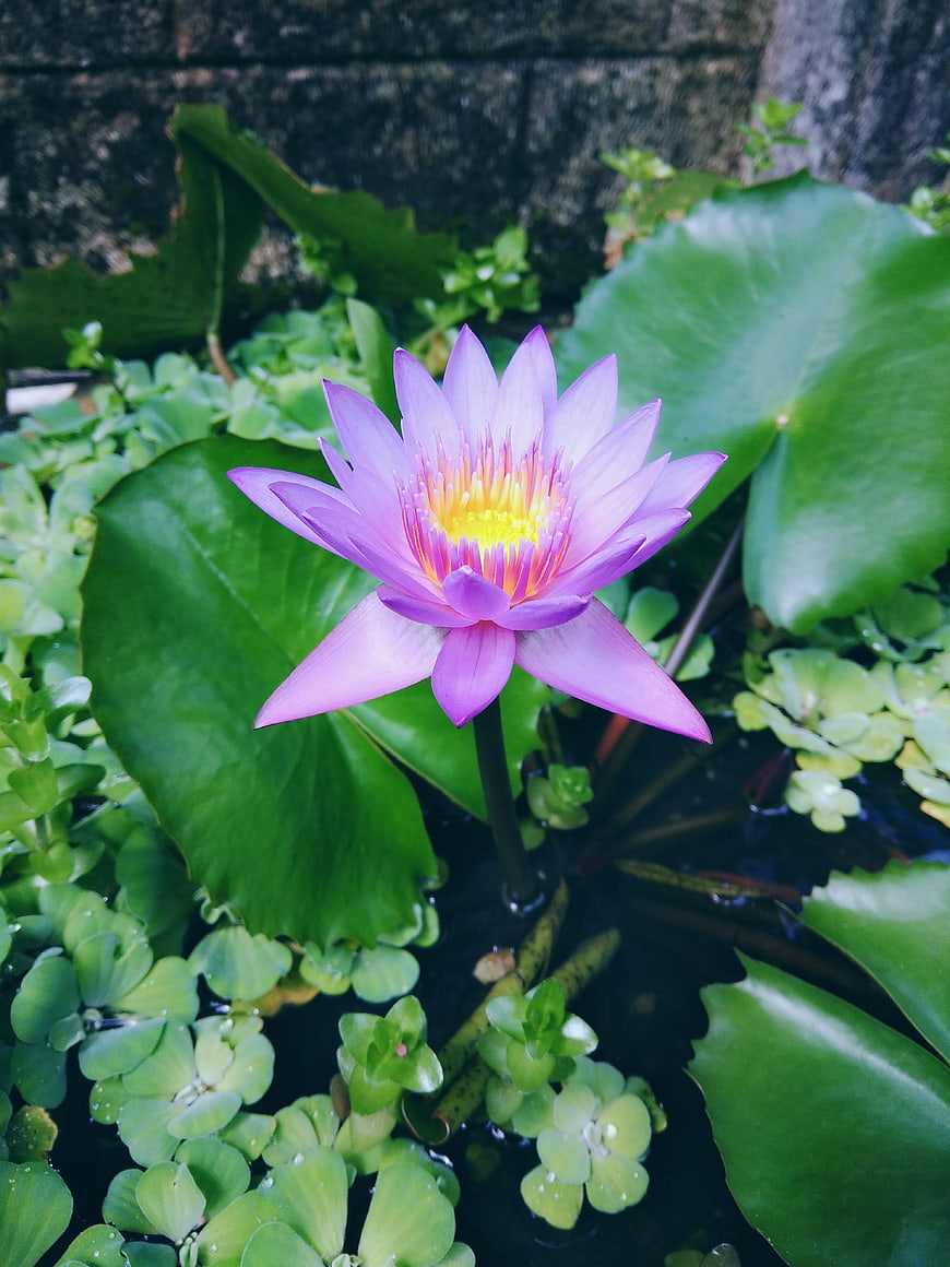 Purple Water Lily Flower Blooming in Pond