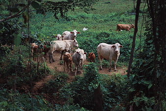 Herd of Cattle Grazing in Lush Tropical Forest