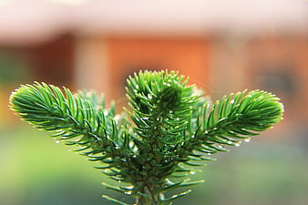 Close-up of green pine branch with water droplets