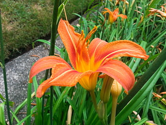 Vibrant Orange Daylily Flower Close-Up in Garden