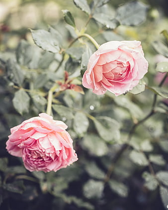 Close-up of pink roses with rain droplets in garden