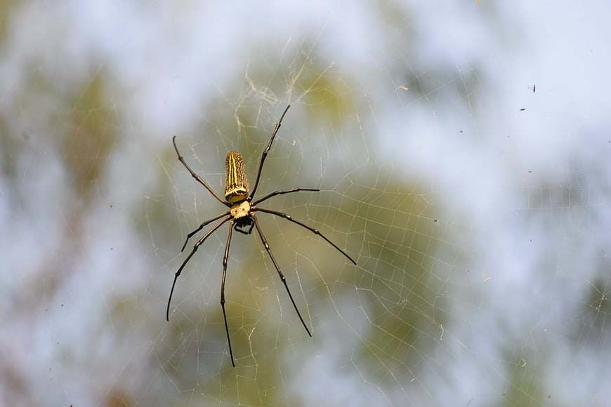 Golden Orb Weaver Spider on Web in Nature