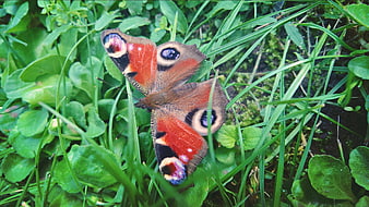 Peacock butterfly resting on green grass and clover