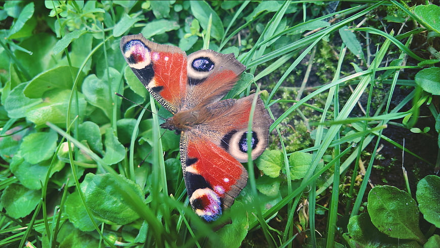 Peacock butterfly resting on green grass and clover