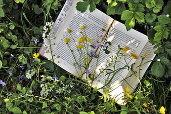 Open book with wildflowers in grassy garden