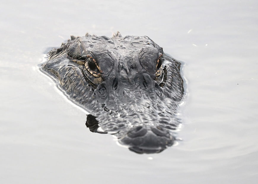 Close-up of alligator head emerging from calm water