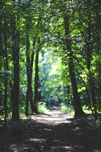 Sunlit forest path with dappled light and green trees