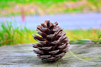 Close-up of a pine cone on weathered wood with blurred nature background
