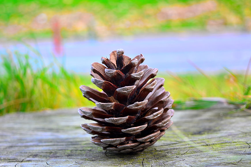 Close-up of a pine cone on weathered wood with blurred nature background