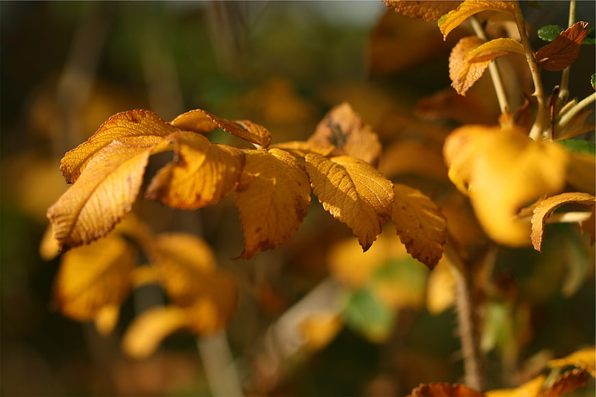 Close-up of golden autumn leaves in sunlight