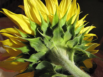 Close-up of Sunflower Back with Yellow Petals
