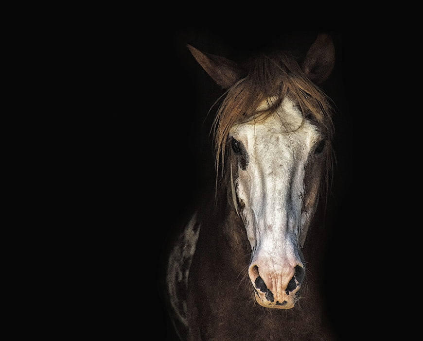 Dramatic Portrait of a Brown Horse with White Blaze