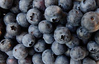 Close-up of fresh blueberries with natural bloom texture
