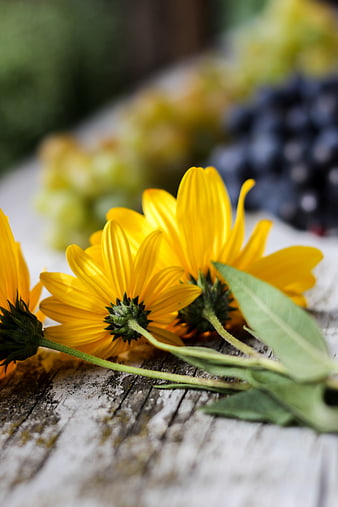 Yellow Sunflowers on Rustic Wood with Blurred Grapes