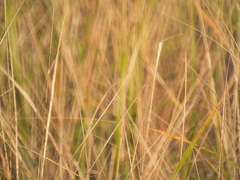 Abstract Close-Up of Dry Golden Grass Texture