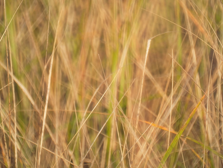 Abstract Close-Up of Dry Golden Grass Texture