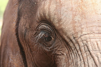 Close-up of an elephant eye with wrinkled skin texture