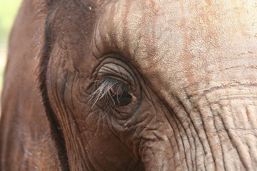 Close-up of an elephant eye with wrinkled skin texture