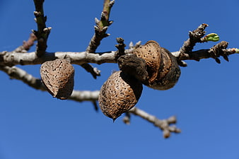 Dried Almond Fruits Hanging on Tree Branch Against Blue Sky