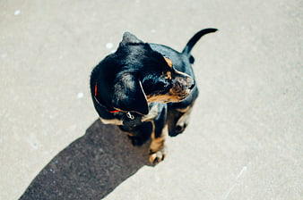 High angle shot of cute black and tan puppy looking up