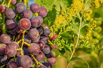 Close-up of ripening red grapes on the vine with yellow wildflowers