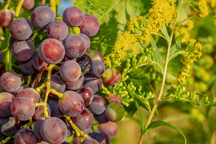Close-up of ripening red grapes on the vine with yellow wildflowers