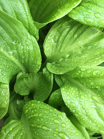 Close-up of vibrant green leaves with fresh raindrops