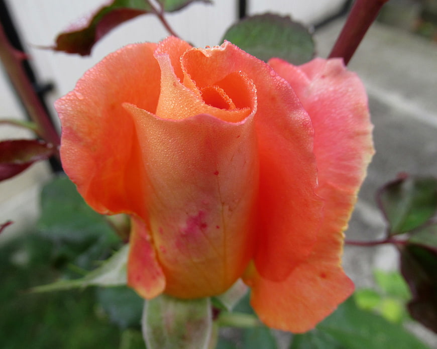 Close-up of vibrant orange rose with dew drops