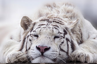 Close-up of a sleeping white tiger with eyes closed
