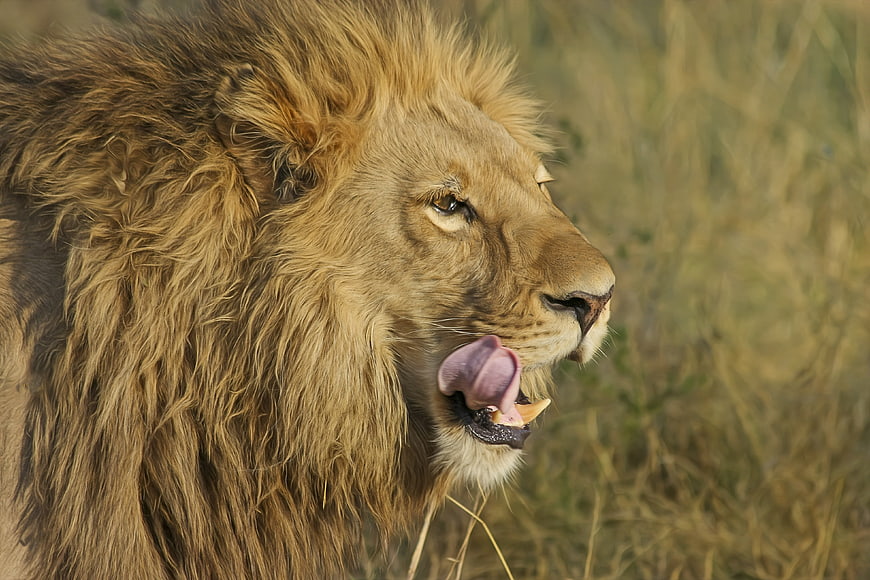 Close-up portrait of male lion licking nose in savanna