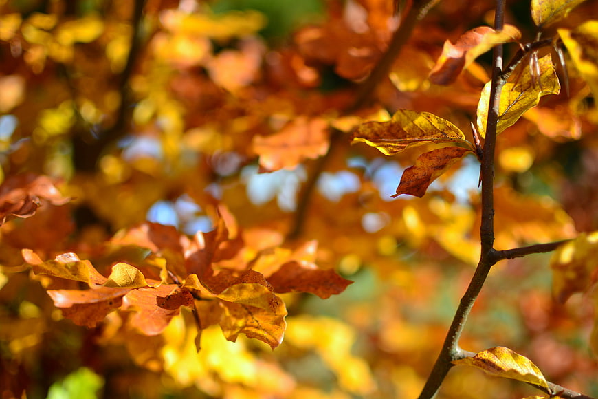 Close-up of vibrant orange and yellow autumn leaves on a branch