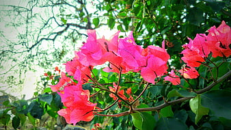Vibrant Pink Bougainvillea Flowers on Branch