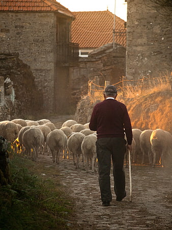 Shepherd Herding Sheep Through Rural Village at Golden Hour