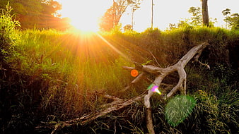 Sunset rays illuminating grassy hill with fallen driftwood