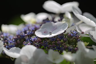 Close-up of white and purple hydrangea blossoms