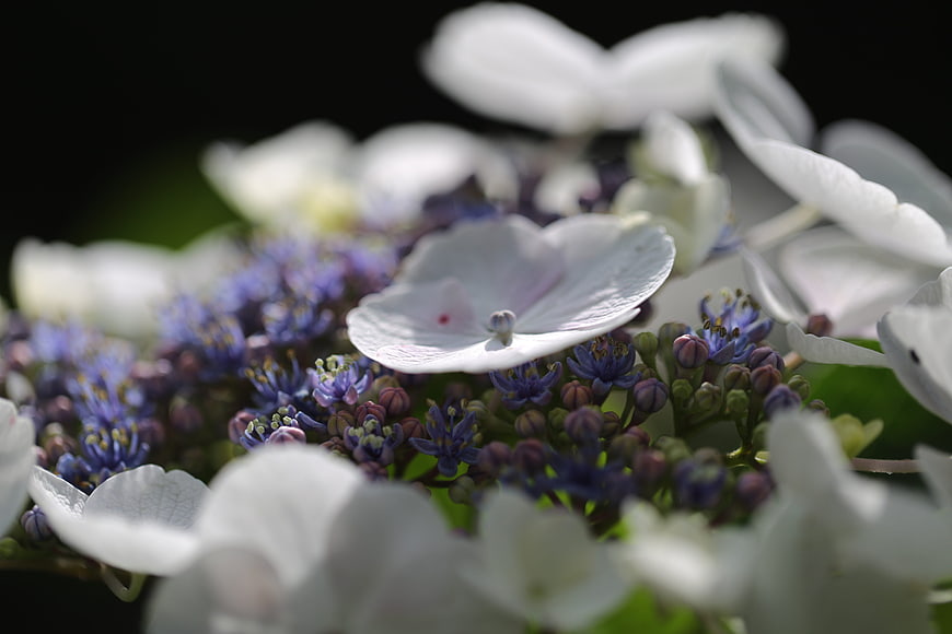 Close-up of white and purple hydrangea blossoms