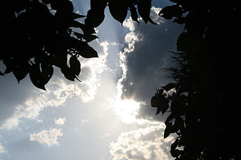 Sun rays shining through clouds framed by tree silhouettes