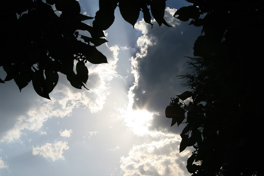 Sun rays shining through clouds framed by tree silhouettes