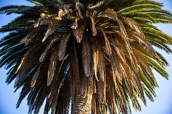Low angle view of palm tree fronds against blue sky