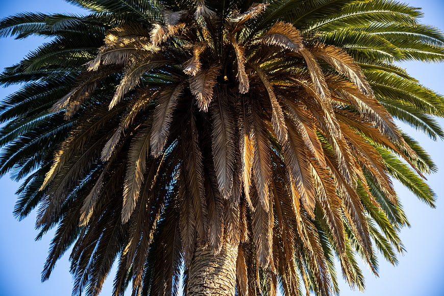 Low angle view of palm tree fronds against blue sky