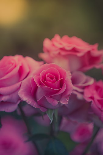 Close-up of vibrant pink roses with soft blurred background
